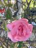 Lorraine Lee Cl. rose photo