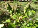 Sangerhausen rose photo