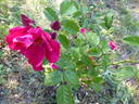 Sangerhausen rose photo