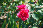 Étoile de Hollande rose photo