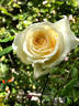 Snowbird rose photo