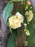 Escultura Teresa Esteban rose photo