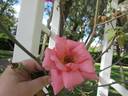 Lorraine Lee Cl. rose photo