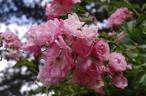 Marietta Silva Tarouca rose photo