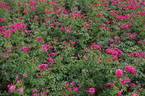 Donauprinzessin rose photo