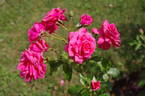 Donauprinzessin rose photo