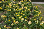 Goldmarie '84 rose photo