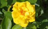Goldmarie '84 rose photo