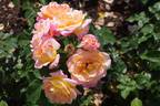 Inspiration rose photo