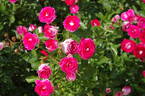 Schöne Koblenzerin rose photo