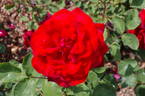 Wiener Symphoniker rose photo