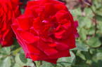 Wiener Symphoniker rose photo