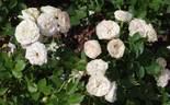 Pastella ® rose photo