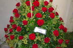 Prestige rose photo