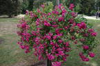 Hermann Schmidt rose photo