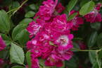 Hermann Schmidt rose photo