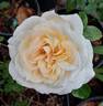 Tchaikovsky ® rose photo