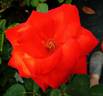 Clos Fleuri d'Or rose photo