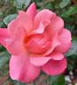 Charles Kuralt ™ rose photo