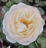 Pure Magic rose photo