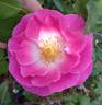 Easy To Please rose photo