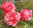 Special Effects rose photo