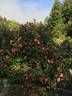 Etoile du Portugal rose photo
