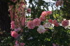 Dafne rose photo