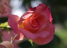 Dafne rose photo