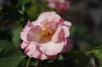 Barbelvi rose photo
