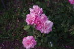 Prima Ballerina ® rose photo