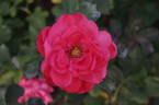 Caline rose photo
