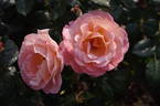 Rosemary Harkness rose photo
