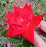 Kagayaki rose photo