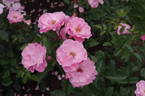 NDR1 Radio Niedersachsen ® rose photo