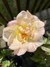 BENA rose photo