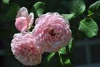 St. Ethelburga rose photo