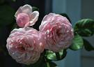 St. Ethelburga rose photo