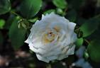 White Cap rose photo