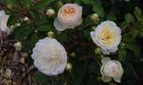 Stephanie Baronin zu Guttenberg rose photo