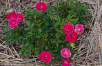 Schöne Koblenzerin rose photo