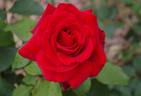 Duftzauber rose photo