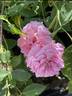 Primrose Sistau rose photo
