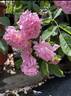 Primrose Sistau rose photo
