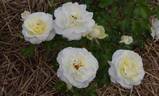 MEIchibon rose photo