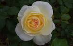 MEIchibon rose photo
