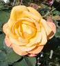 Sultry ™ rose photo