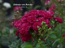 Sidonia von Borcke rose photo