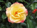 Postillion ® rose photo