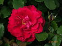 Victor Hugo rose photo